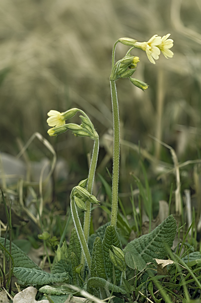 Nature picture: Primula elatior / Slanke Sleutelbloem / Oxlip