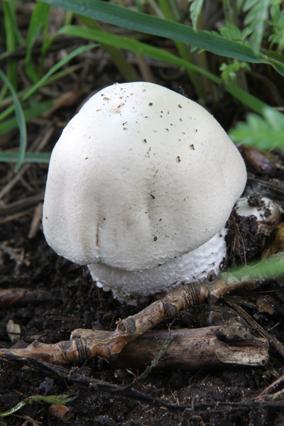 Nature picture: Agaricus nivescens / Sneeuwwitte anijschampignon / 
