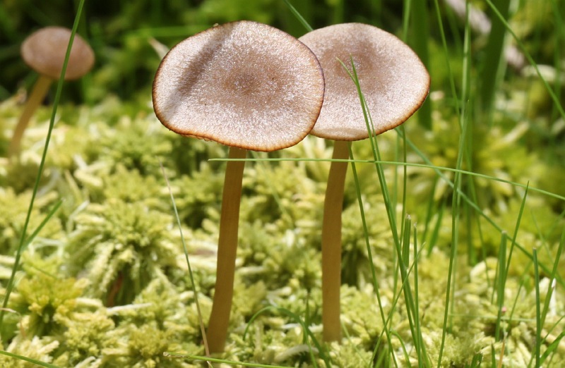 Nature picture: Tephrocybe palustris / Veenmosgrauwkop / 