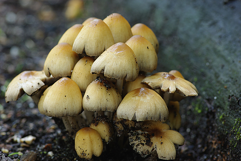 Nature picture: Corpinus micaceus / Glimmerinktzwam / Glistening ink-cap