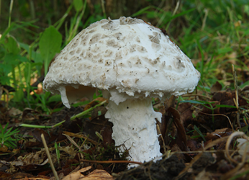 Nature picture: Amanita strobiliformis / Franjeamaniet / 