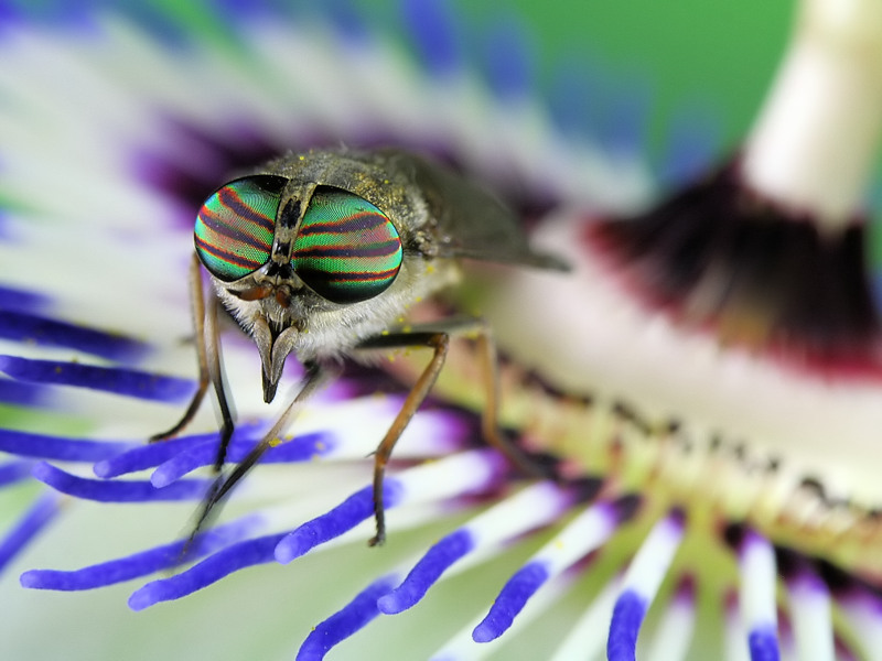 Nature picture: Tabanus sudeticus / Paardevlieg / Horsefly