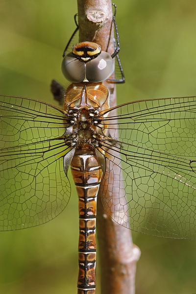 Nature picture: Aeshna Mixta / Paardenbijter / 