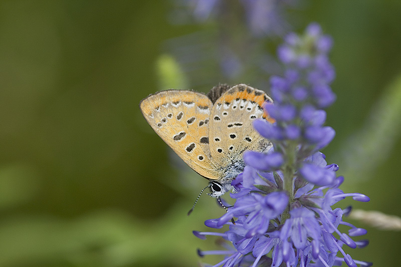 Nature picture: Lycaena helle / Blauwe vuurvlinder / Violet copper
