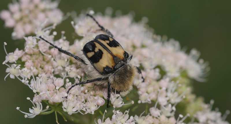 Nature picture: Trichinus zonatus / Penseelkever / 