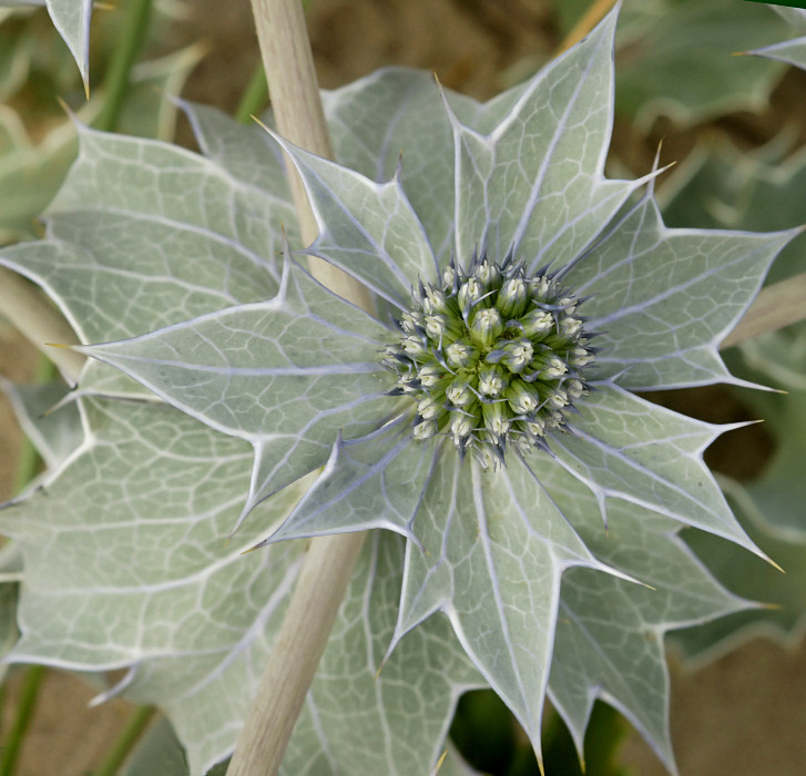 Nature picture: Eryngium maritimum / Blauwe zeedistel / Sea holly