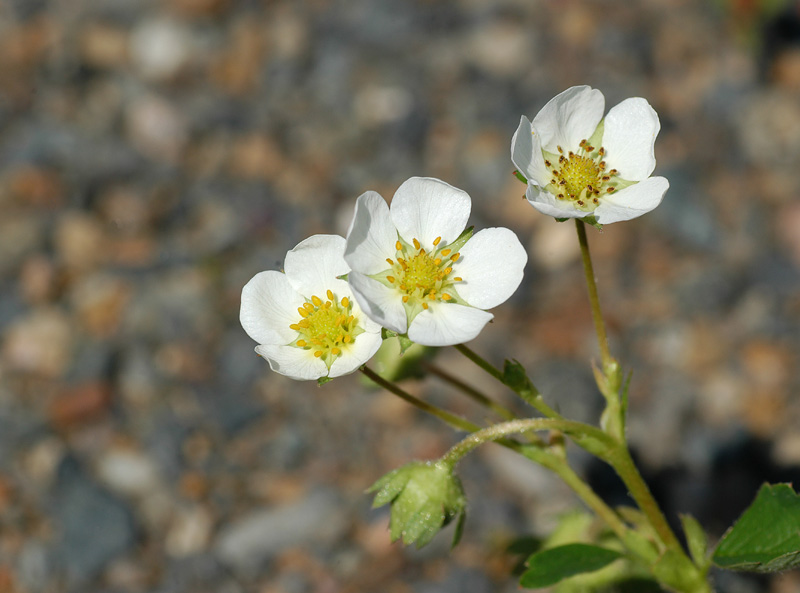 Natuur foto: Fragaria virginiana / Wilde Aardbei / Wild Strawberry
