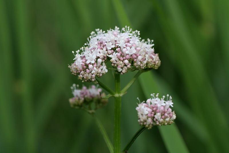 Nature picture: Valeriana officinalis / Valeriaan / 