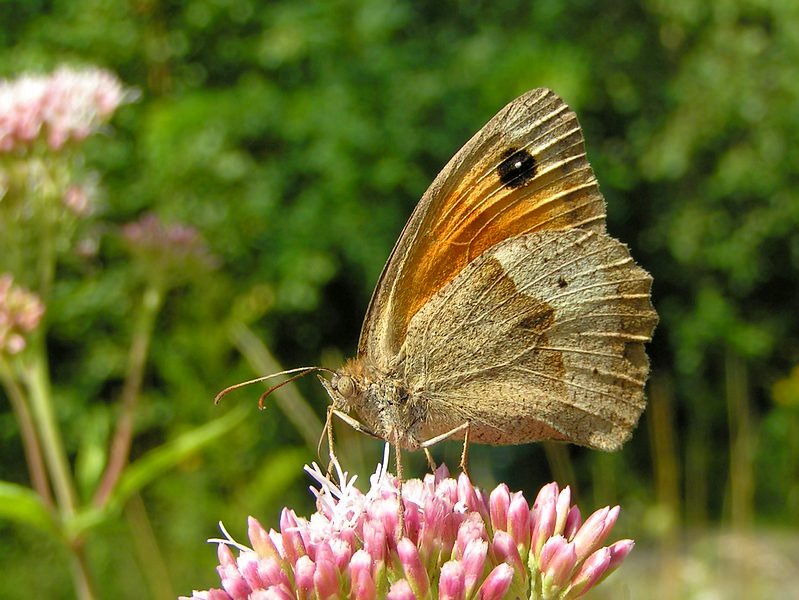 Nature picture: Maniola jurtina / Bruin zandoogje / Meadow Brown