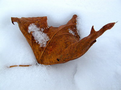 Zomaar in de sneeuw, dit vergane blad een achterblijver, kon het niet nalaten om daar een foto van te maken.