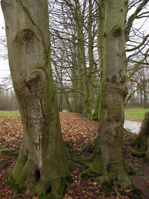 Een partij grote oude beukenbomen op een verlaten plek, de bomen hadden de gekste vormen.