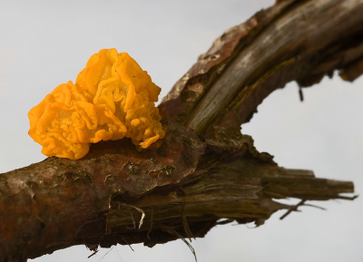 Nature picture: Tremella mesenterica / Gele trilzwam / Yellow brain fungus