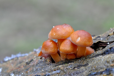 Nature picture: Flammulina velutipes / Gewoon fluweelpootje / Winter mushroom, velvet stem, velvet foot