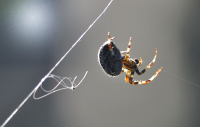 Araneus diadematus / Kruisspin / European garden spider