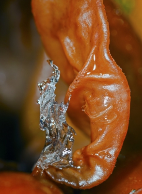 Nature picture: Auricularia auricula / Judas oor / Jelly ear