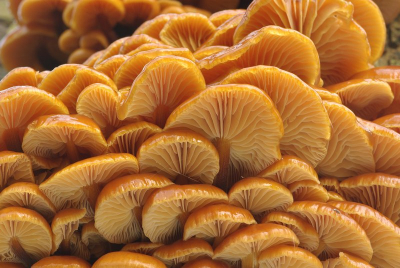Nature picture: Flammulina velutipes / Gewoon fluweelpootje / Velvet Shank
