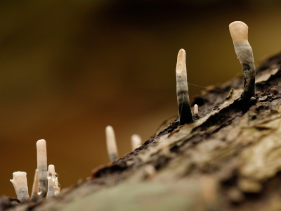 Nature picture: Xylaria hypoxylon / Geweizwam / Candelsnuff fungus