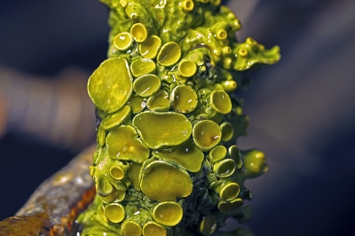 Nature picture: Xanthoria paritiena / Groot dooiermos / Lichen