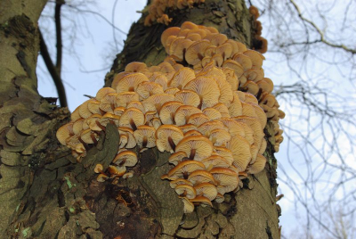 Nature picture: Flammulina velutipes / Gewoon fluweelpootje / Velvet Shank