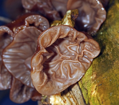 Nature picture: Auricularia auricula / Judasoor / Jelly ear