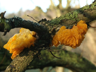 Nature picture: Tremella mesenterica / Gele Trilzwam / Yellow brain fungus