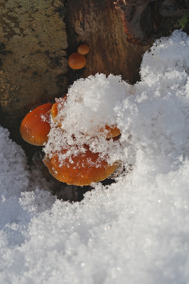 Nature picture: Flammulina velutipes / Gewoon fluweelpootje / Velvet shank