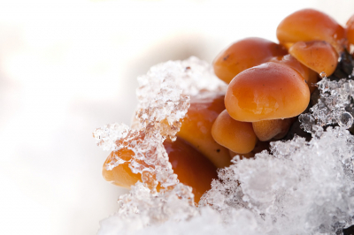 Nature picture: Flammulina / Fluweelpadestoel / -