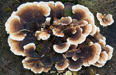 Nature picture: Trametes versicolor / Gewoon elfenbankje / Turkey tail