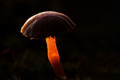 Nature picture: Galerina vittaeformis / Barnsteenmosklokje / -