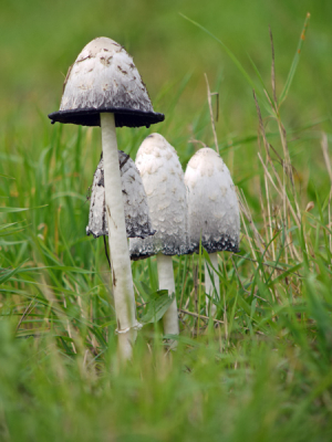 Nature picture: Coprinus comatus / Inktzwam / Inkcap