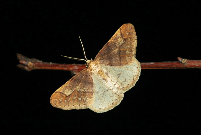 Nature picture: Agriopis marginaria / Grote voorjaarsspanner / Dotted Border