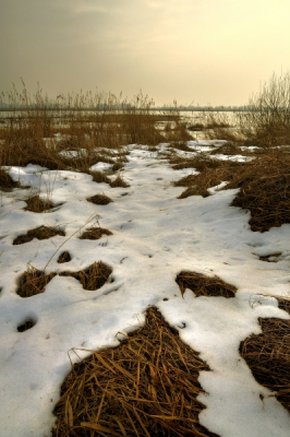Nature picture:  / Rietlandschap in winter / 