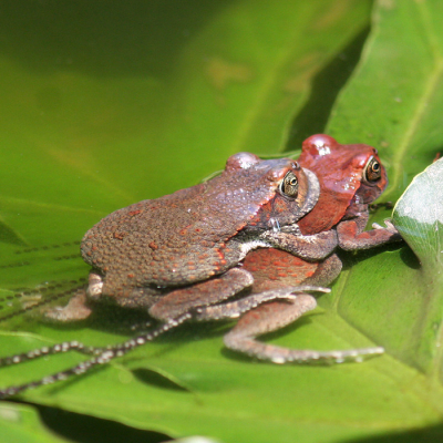 Nature picture: Schismaderma carens / Afrikaans; Rooiskurwepadda / Red Toad
