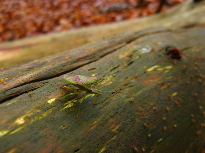 Nature picture: Acanthosoma haemorrhoidale / Meidoornschildwants / Hawthorn Shield Bug