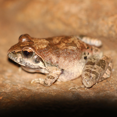 Nature picture: Tomopterna cryptotis / Afrikaans: Trillersandpadda / Tremolo Sand frog
