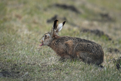 5. Lepus europaeus / Haas / Hare