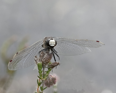 Leucorrhinia rubicunda / Noordse witsnuitlibel / 