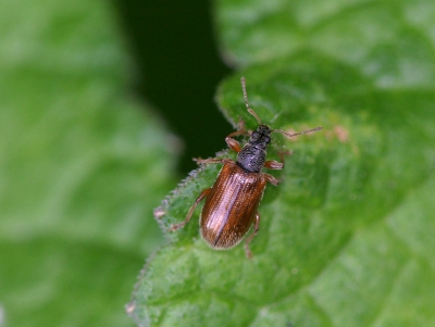 Phyllobius oblongus / Snuitkever / Brown Leaf Weevil