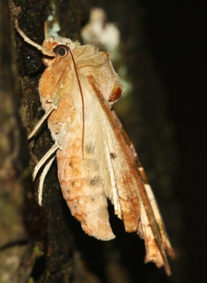 Phlogophora meticulosa / Agaatvlinder / Angle Shades