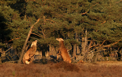 Nature picture: Cervus elaphus / Edelhert / Red deer