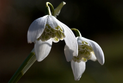 Nature picture: Galanthus nivalus / Sneeuwklokje / Common Snowdrop