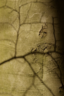 Nature picture:  / Schaduw / Shadow