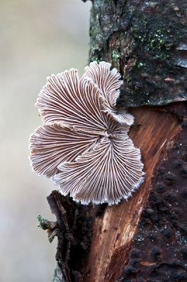 Nature picture: Schizophyllum commune / Waaiertje / Common porecrust