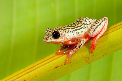 Nature picture: Hyperolius marmoratus / Skilderbontrietpadda (Afrikaans) / Painted reed frog
