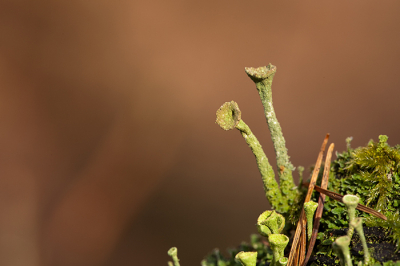 Nature picture: Cladonia chorophaea / Bekermos / False pixiecup