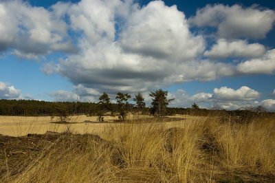 Nature picture:  / Zandverstuiving Rozendaalseveld / 
