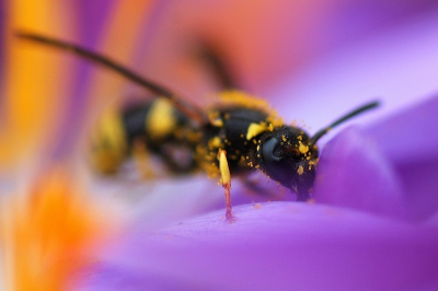 Deze wesp kwam ik tegen op een krokus. Het was nog redelijk moeilijk om het goed op de foto te krijgen, want hij rende steeds heel hard heen en weer. Zelf ben ik wel content met deze foto.