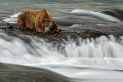 Ursus arctos horribilis / Grizzlybeer / Grizzly