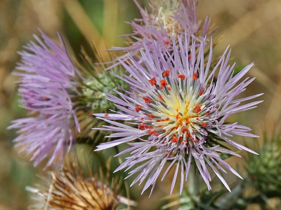 Deze distel viel mij op door de rode puntjes aan de bloemblaadjes. Bij nader onderzoek bleken de rode puntjes allemaal mijten te zijn.