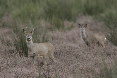 Op de Westerheide tussen Hilversum en Laren kom ik regelmatig Reeen tegen. Ik heb gewacht tot ze beide een identieke houding aannamen. Omdat ik ze toch niet beide scherp zou krijgen, heb ik maar voor een zo groot mogelijk diafragma gekozen om de Reegeit juist onscherp te laten zijn.
Canon EOS 20D met 300 F/4 en 1,4 TC. Zie voor verdere technische gegevens EXIF.